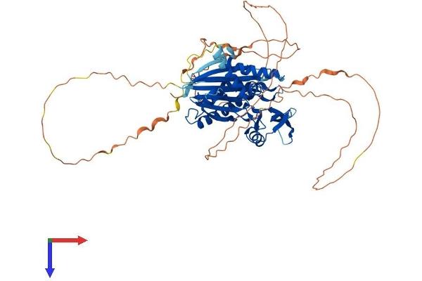PPM1D Protein (AA 1-598) (His tag)