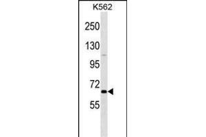 POU2F1 Antibody (N-term) (ABIN1538858 and ABIN2849811) western blot analysis in K562 cell line lysates (35 μg/lane). (POU2F1 antibody  (N-Term))