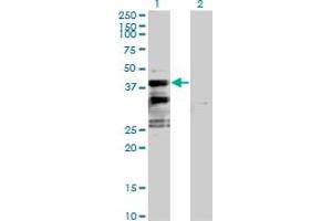 Western Blot analysis of SFXN2 expression in transfected 293T cell line by SFXN2 MaxPab polyclonal antibody. (SFXN2 antibody  (AA 1-322))