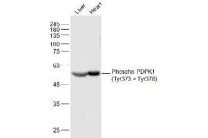 Lane 1: Mouse Liver lysates Lane 2: Mouse Heart lysates probed with Phospho-PDPK1(Tyr373 + Tyr376) Polyclonal Antibody, Unconjugated  at 1:500 dilution and 4˚C overnight incubation. (PDPK1 antibody  (pTyr373, pTyr376))