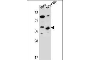 LRRC67 Antibody (C-term) (ABIN656389 and ABIN2845683) western blot analysis in A549,NCI- cell line lysates (35 μg/lane). (PPP1R42 antibody  (C-Term))