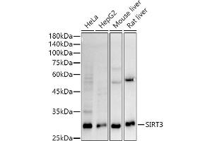 Western blot analysis of extracts of various cell lines, using SIRT3 antibody (ABIN7270324) at 1:1000 dilution. (SIRT3 antibody)