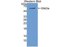 Western Blotting (WB) image for anti-SMAD Family Member 9 (SMAD9) (AA 226-459) antibody (ABIN1980464) (SMAD9 antibody  (AA 226-459))