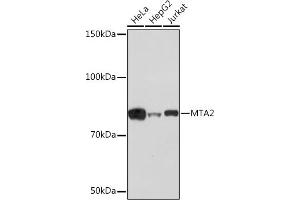 Western blot analysis of extracts of various cell lines, using MT Rabbit mAb (ABIN1679683, ABIN7101713, ABIN7101714 and ABIN7101715) at 1:1000 dilution. (MTA2 antibody)