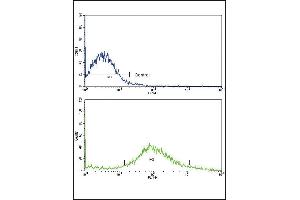 Flow cytometric analysis of NCI- cells using FZD1 Antibody (Center)(bottom histogram) compared to a negative control cell (top histogram). (FZD1 antibody  (AA 367-396))