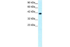 WB Suggested Anti-ISGF3G Antibody Titration: 0. (IRF9 antibody  (N-Term))