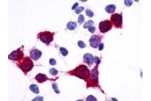 Cells expressing target protein - immunostained with target antibody (GPR137B antibody  (C-Term))