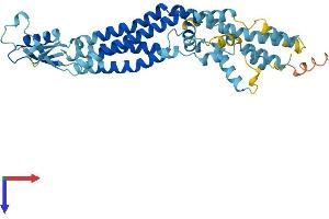 Pannexin 3 Protein (PANX3) (AA 1-392) (His tag)