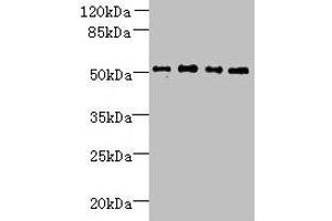 TTC38 Antikörper  (AA 2-200)