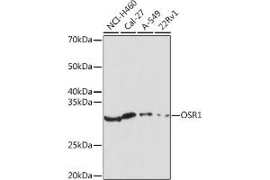 Western blot analysis of extracts of various cell lines, using OSR1 Rabbit pAb (ABIN7269080) at 1:1000 dilution. (OSR1 antibody)