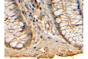 ABIN185462 (4µg/ml) staining of paraffin embedded Human Colon. (HRH1 antibody  (C-Term))