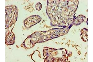 Immunohistochemistry of paraffin-embedded human placenta tissue using ABIN7151651 at dilution of 1:100 (SH3GLB2 antibody  (AA 1-395))