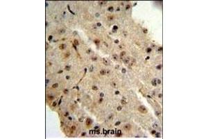 TRIB2 Antibody (N-term) (ABIN652876 and ABIN2842567) IHC analysis in formalin fixed and paraffin embedded mouse brain followed by peroxidase conjugation of the secondary antibody and DAB staining. (TRIB2 antibody  (N-Term))