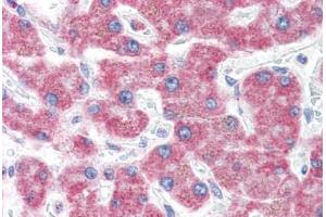 Human Liver (formalin-fixed, paraffin-embedded) stained with KIAA0152 antibody ABIN351427 at 5 ug/ml followed by biotinylated goat anti-rabbit IgG secondary antibody ABIN481713, alkaline phosphatase-streptavidin and chromogen. (Malectin antibody  (N-Term))