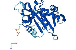 N-Acetyltransferase 9 (NAT9) (AA 1-207) protein (His tag)