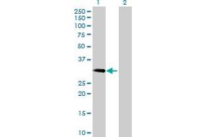 Western Blot analysis of MAST4 expression in transfected 293T cell line by MAST4 MaxPab polyclonal antibody. (MAST4 antibody  (AA 1-250))