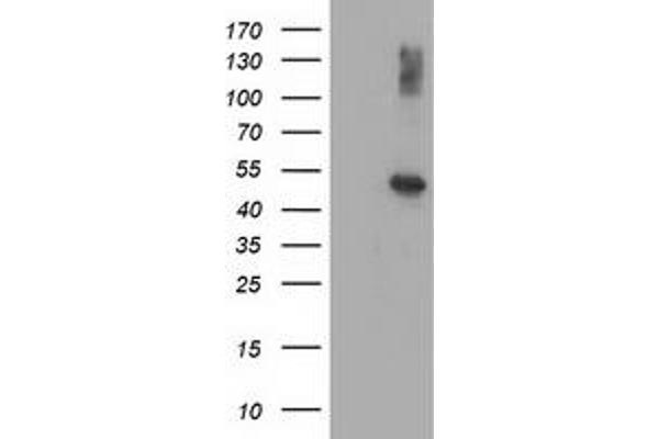 AP2M1 antibody  (AA 97-383)