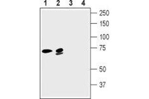Western blot analysis of rat brain lysate (lanes 1 and 3) and mouse brain lysate (lanes 2 and 4): - 1,2. (KCNN2 antibody  (C-Term, Intracellular))