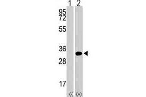 Western blot analysis of NANOG (arrow) using NANOG polyclonal antibody .