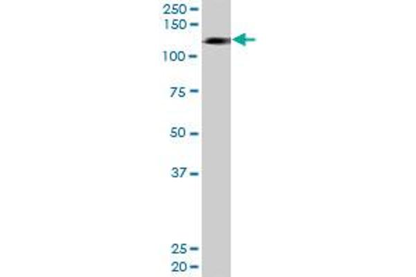 HIP1R antibody  (AA 1-1068)