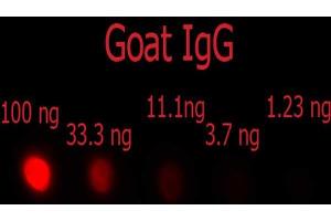 Dot Blot of F(ab')2 Donkey anti-Goat IgG Phycoerythrin Conjugated Min X Ch, GP, Ham, Hs, Hu, Ms, Rb, & Rt serum proteins antibody. (Donkey anti-Goat IgG (Heavy & Light Chain) Antibody (PE) - Preadsorbed)