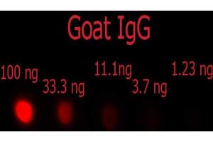 Dot Blot of F(ab')2 Donkey anti-Goat IgG Phycoerythrin Conjugated Min X Ch, GP, Ham, Hs, Hu, Ms, Rb, & Rt serum proteins antibody. (Donkey anti-Goat IgG (Heavy & Light Chain) Antibody (PE) - Preadsorbed)