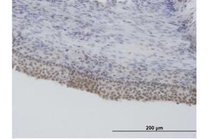 Immunoperoxidase of purified MaxPab antibody to SFRS5 on formalin-fixed paraffin-embedded human ovary. (SRSF5 antibody  (AA 1-272))