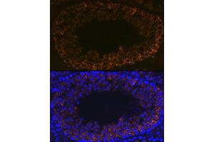 Immunofluorescence analysis of mouse testis using PIWIL1 Rabbit mAb (ABIN7269381) at dilution of 1:100 (40x lens). (PIWIL1 antibody)