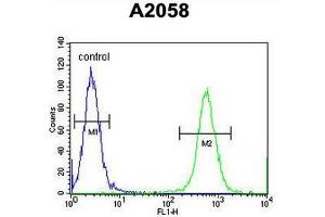 CCDC148 Antibody (Center) flow cytometric analysis of A2058 cells (right histogram) compared to a negative control cell (left histogram). (CCDC148 antibody  (Middle Region))
