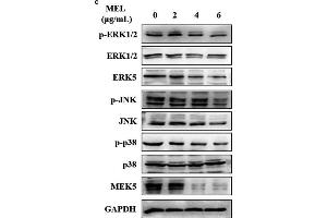 MEL exerts an effect on the MAPK pathway, as determined through qRT-PCR and Western blotting in UM-UC-3 and 5637 cells. (ERK1 antibody  (pThr185, pThr187, pThr202, pThr204))