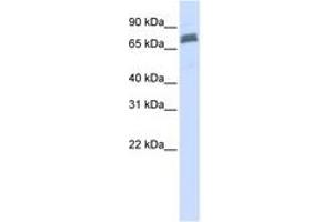 Image no. 1 for anti-Tripartite Motif Containing 45 (TRIM45) (AA 36-85) antibody (ABIN6740817) (TRIM45 antibody  (AA 36-85))