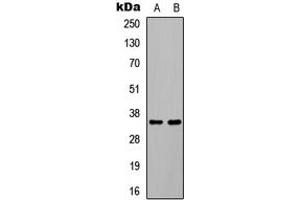 Western blot analysis of C/EBP beta (pT235) expression in HEK293T EGF-treated (A), COLO205 EGF-treated (B) whole cell lysates. (CEBPB antibody  (pSer235))