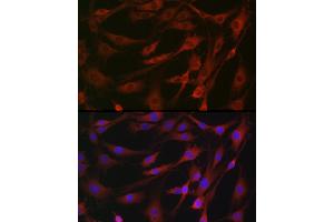 Immunofluorescence analysis of NIH/3T3 cells using MLKL Rabbit pAb (ABIN7268669) at dilution of 1:100 (40x lens). (MLKL antibody)