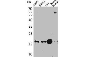 Western Blot analysis of 22RV-1 H460 U87 mouse brain cells using Apelin Polyclonal Antibody