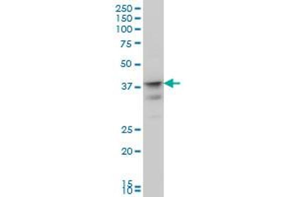 MSI1 antibody  (AA 1-87)