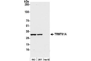 Western Blotting (WB) image for anti-tRNA Methyltransferase 61 Homolog A (TRMT61A) (AA 239-289) antibody (ABIN7449260)