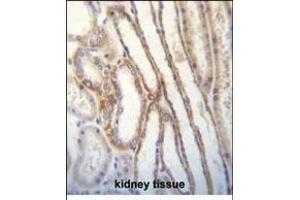 MYO3B Antibody (C-term) (ABIN656191 and ABIN2845517) immunohistochemistry analysis in formalin fixed and paraffin embedded human kidney tissue followed by peroxidase conjugation of the secondary antibody and DAB staining. (MYO3B antibody  (C-Term))