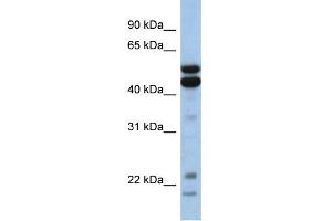 WB Suggested Anti-NFIL3 Antibody Titration: 0. (NFIL3 antibody  (Middle Region))