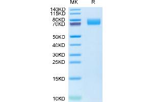 Cynomolgus PDGF R alpha on Tris-Bis PAGE under reduced condition. (PDGFRA Protein (AA 24-524) (His tag))