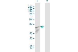 IFI30 antibody  (AA 1-250)