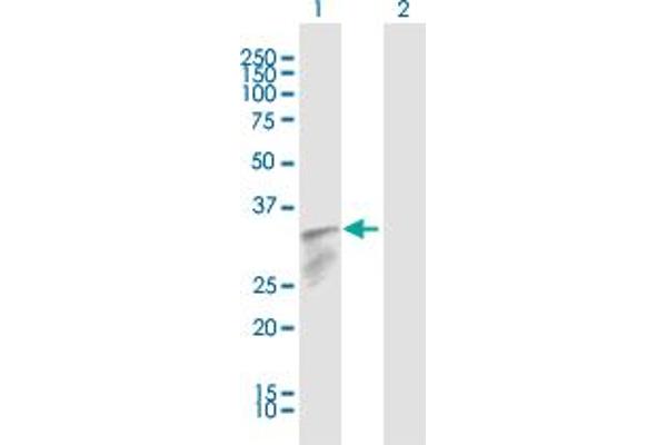 IFI30 antibody  (AA 1-250)