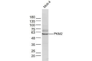 Molt-4 lysates probed with PKM2 Polyclonal Antibody, Unconjugated  at 1:300 dilution and 4˚C overnight incubation. (PKM2 antibody  (AA 51-150))