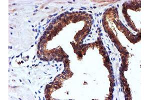 Image no. 1 for anti-NADH Dehydrogenase (Ubiquinone) Complex I, Assembly Factor 7 (NDUFAF7) antibody (ABIN1499667) (NDUFAF7 antibody)