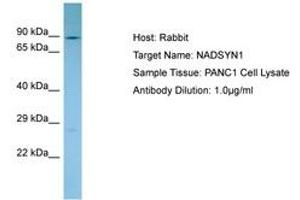 Image no. 1 for anti-NAD Synthetase 1 (NADSYN1) (C-Term) antibody (ABIN6750122) (NADSYN1 antibody  (C-Term))