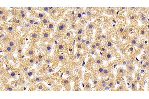 Detection of HRH4 in Mouse Liver Tissue using Polyclonal Antibody to Histamine Receptor H4 (HRH4) (HRH4 antibody)