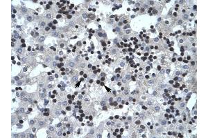 SMARCB1 antibody was used for immunohistochemistry at a concentration of 4-8 ug/ml to stain Liver cells (arrows) in Human Liver. (SMARCB1 antibody  (N-Term))