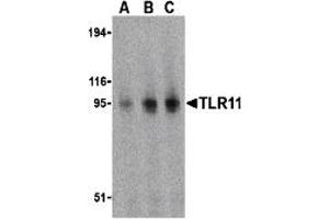 Western Blotting (WB) image for anti-Toll-Like Receptor 11 (Tlr11) (C-Term) antibody (ABIN1030742) (TLR11 antibody  (C-Term))