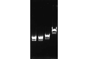 Polymerase Chain Reaction (PCR) image for T4 SSB (Active) protein (ABIN2452207) (T4 SSB (Active) Protein)