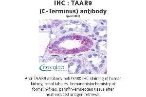 Image no. 1 for anti-Trace Amine Associated Receptor 9 (TAAR9) (C-Term) antibody (ABIN1739870)