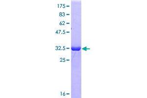 SRSF3 Protein (AA 1-85) (GST tag)